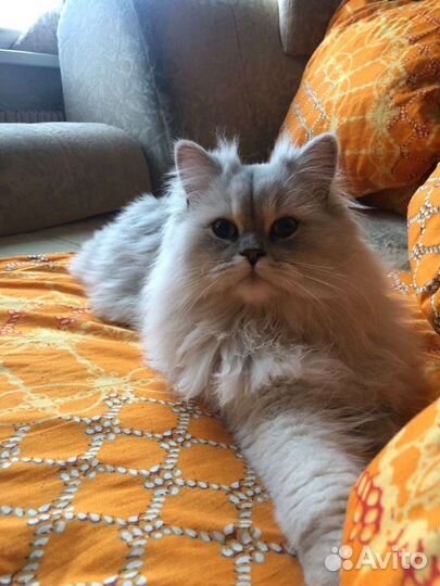 Кот на вязку персидской шиншиллы