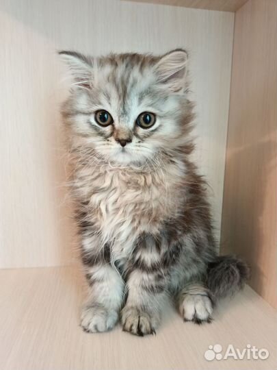 Шотландский котенок Хайленд страйт