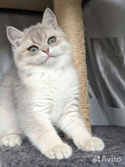 Котёнок британской шиншиллы Ay 11