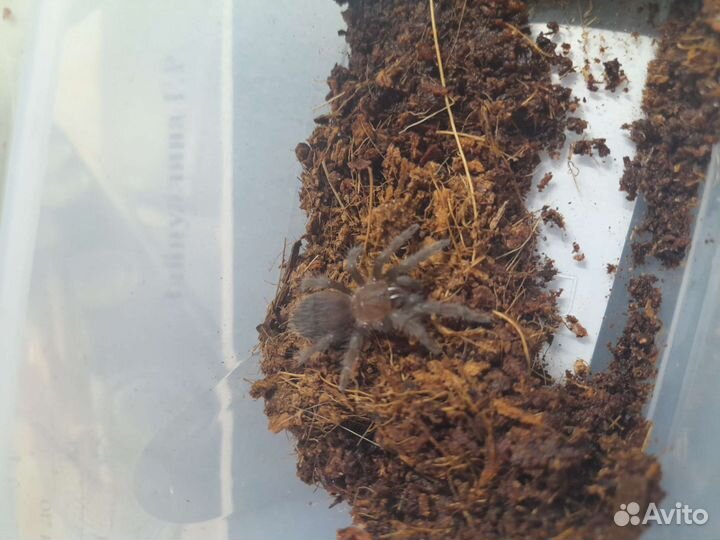 Tliltocatl albopilosus (возможен обмен)