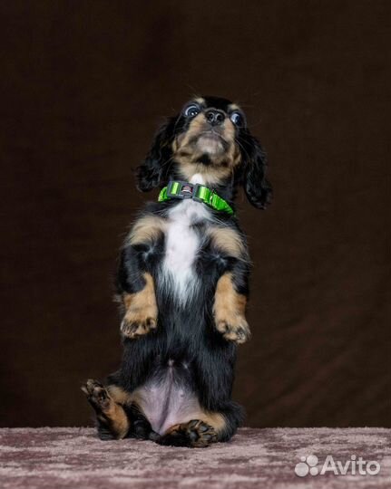 Щенки длинношерстной кроличьей таксы