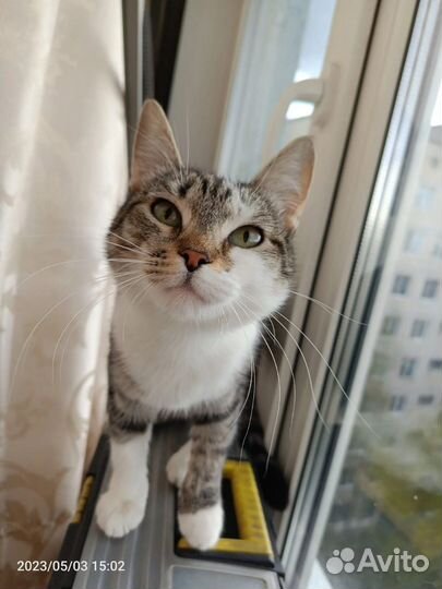 Кошка