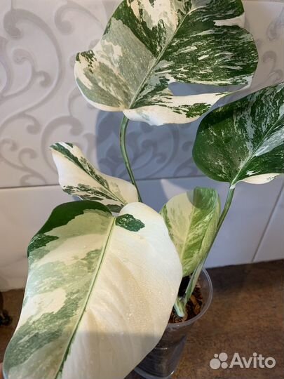 Монстера вариегатная альба