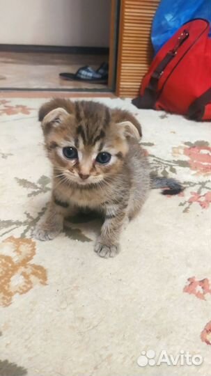 Вислоухие шотландцы