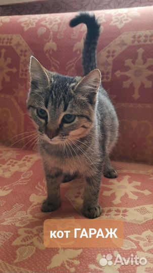 Коты бесплатно