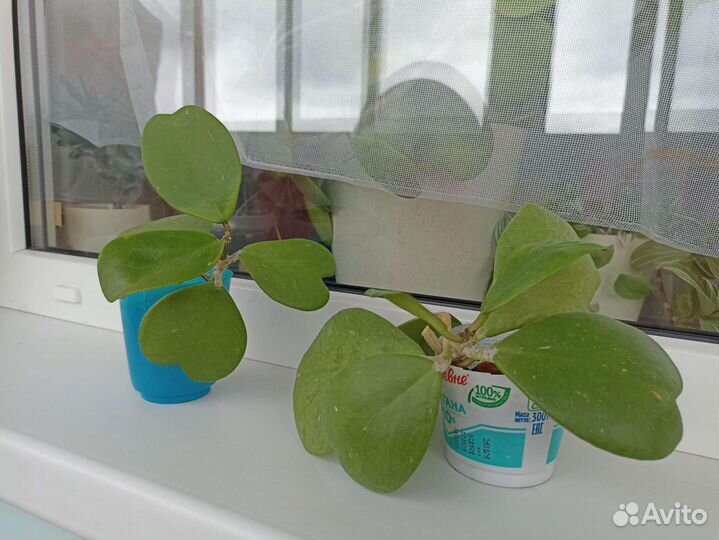 Хойя kerry керри