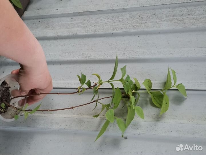 Чубушник (жасмин)