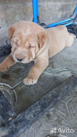 Щенки шарпей