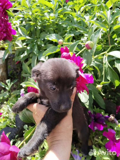 Щенок породистый той - терьер