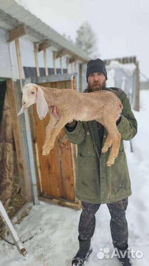 Англо нубийские козлята