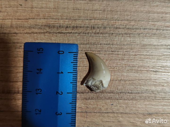 Зуб мозазавра белый