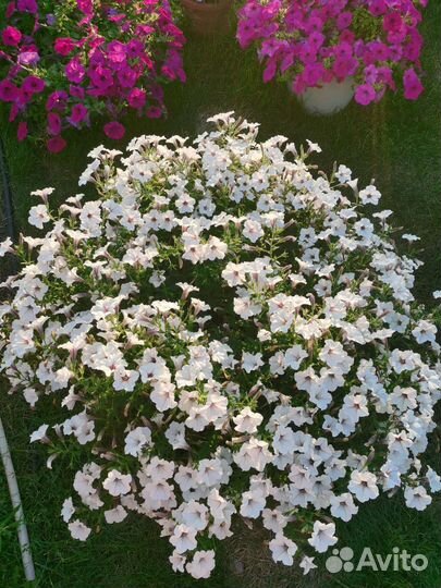 Петуния в кашпо, Ампельная, каскадная