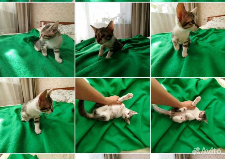 Котёночек из июньского помёта в дар