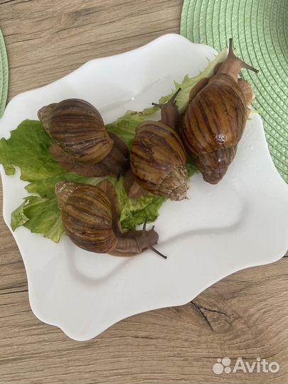 Улитки Архахатины