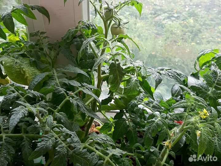 Рассада балконных томатов