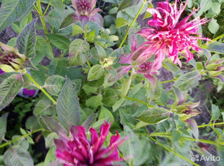 Многолетники (саженцы)