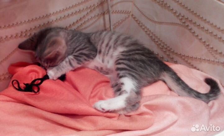 Снежинка-ласковая серая девочка 2,5мес в дар