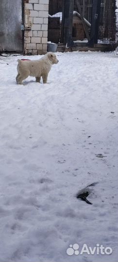 Щенки CAO (Алабай )