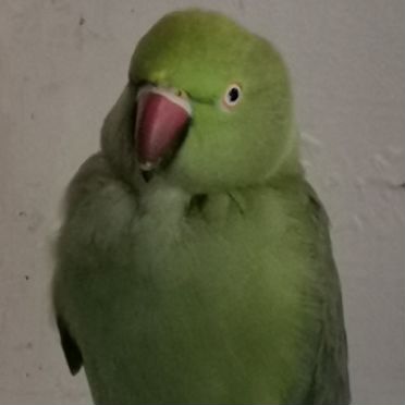 Ожереловые попугаи пара