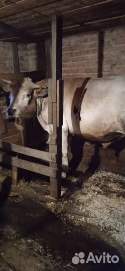 Быки на племя