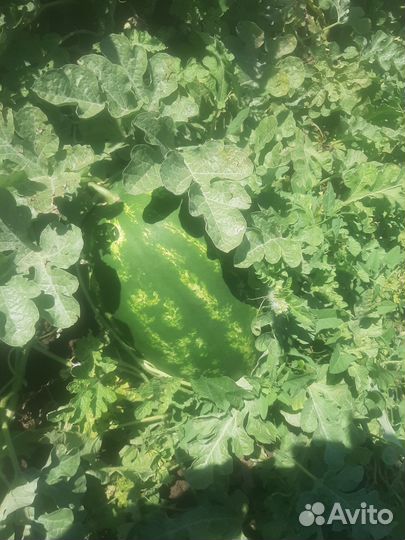 Арбуз каристан