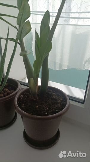 Комнатные домашние растения