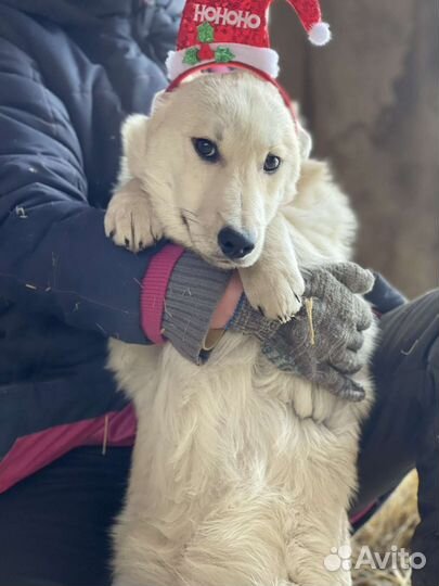 Собака в добрые руки щенок