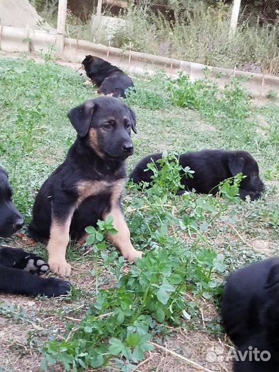 Щенки овчарки отдам бесплатно