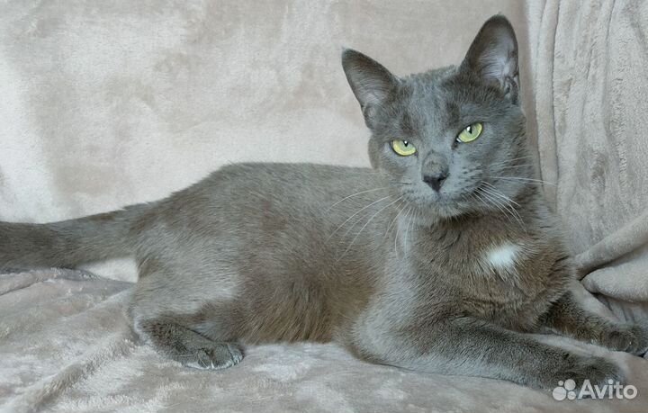 Серый котик