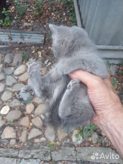 Котята в добрые руки бесплатно