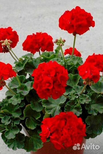 Пеларгония герань