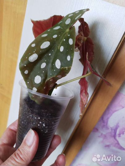 Бегония декоративнолистная,доставка