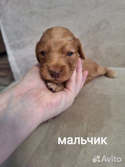 Щенки русского спаниеля