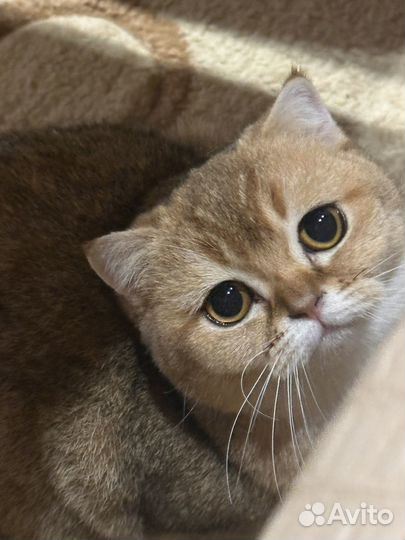 Шотландская кошка вязка
