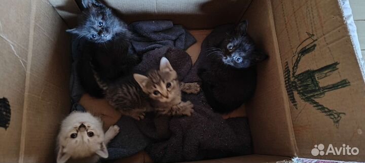 Котята в добрые руки