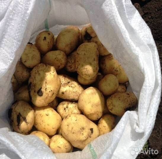 Продам картофель