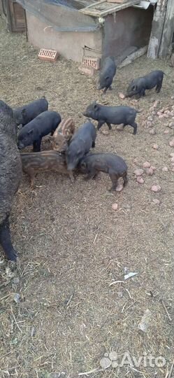 Вьетнамские вислобрюхие поросята