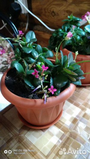 Каланхоэ Розовый и Лиана Сциндапсус