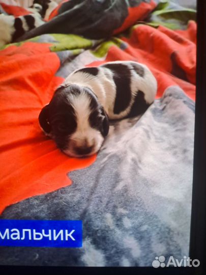 Щенки русского спаниеля