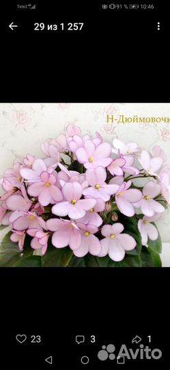 Сортовые фиалки
