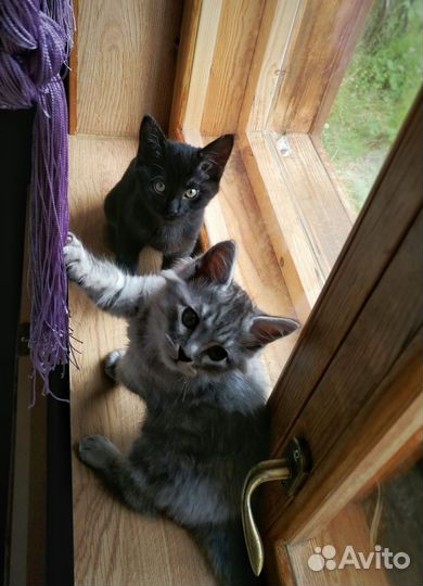 Подарю котят