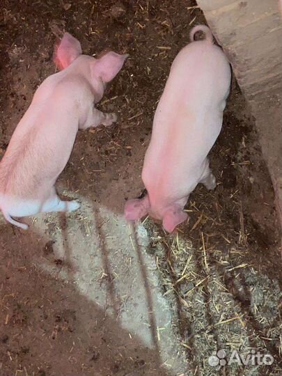 Поросенок дюрок