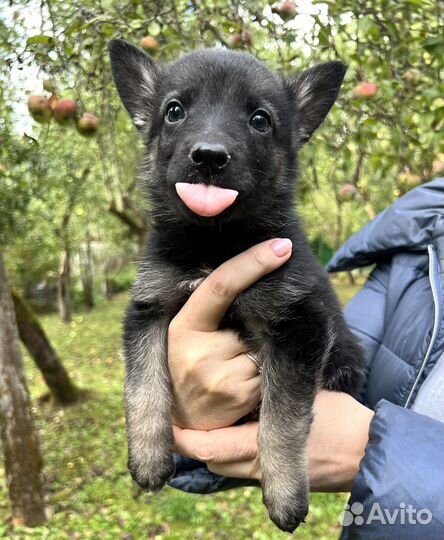 Щенок Трюфель