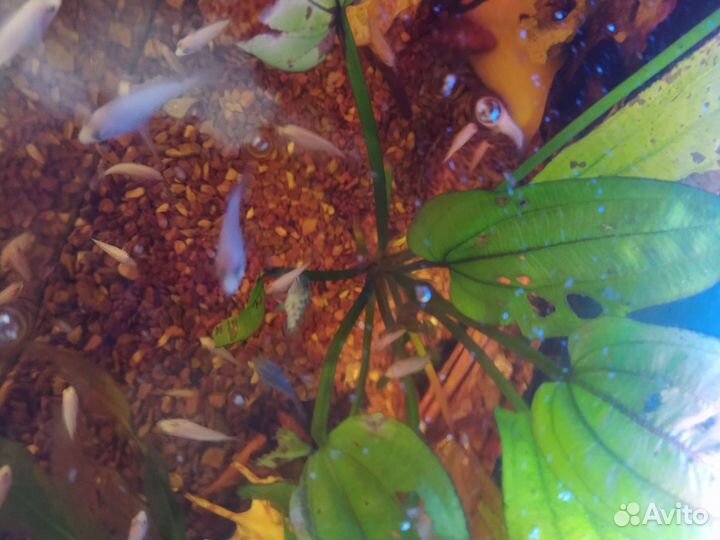 Цихлиды розовые фламинго 3 мес