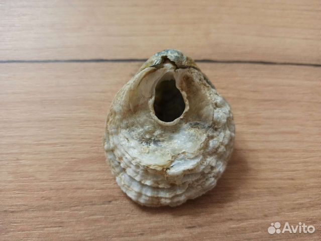 Морская раковина