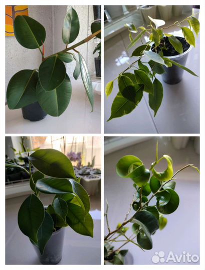 Фикусы разные