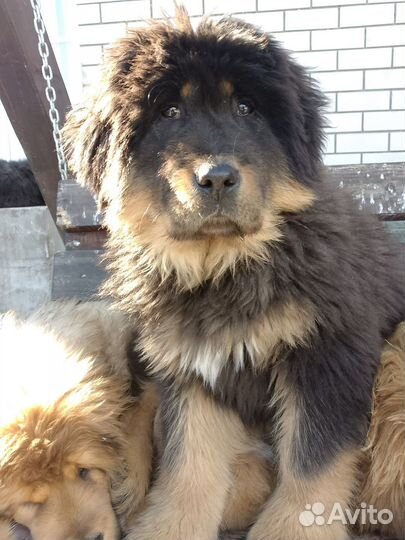 Тибетский мастиф девочка