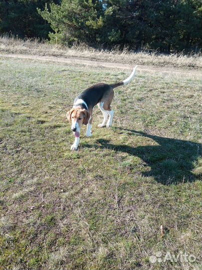 Русская пегая гончая