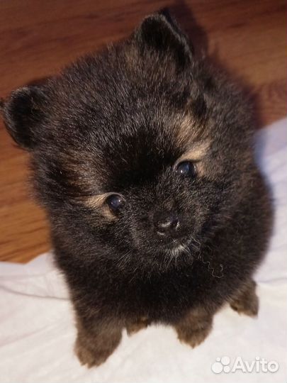 Щенки шпица