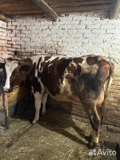 Телки стельные